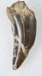 Theropod Tooth - Hell Creek Formation, Montana #14786-1